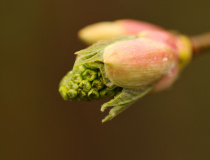Pupen javoru klenu (Acer pseudoplatanus)