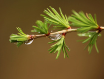 Vyrašené jehličky modřínu opadavého (Larix decidua)