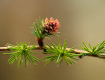 Budoucí šiška modřínu opadavého (Larix decidua)