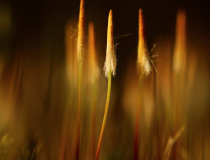 Ploník ztenčený (Polytrichum formosum) III.