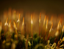 Ploník ztenčený  (Polytrichum formosum) I.