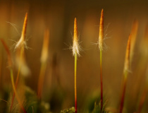 Ploník ztenčený (Polytrichum formosum) II.