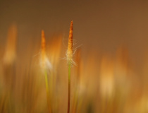 Ploník ztenčený (Polytrichum formosum) V.