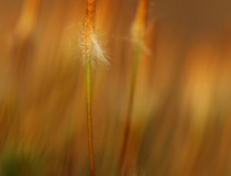 Ploník ztenčený (Polytrichum formosum) IV.