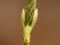 Pupen javoru klenu (Acer pseudoplatanus)