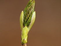 Pupen javoru klenu (Acer pseudoplatanus)
