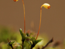 Měřík tečkovaný (Rhizomnium punctatum)