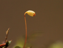Měřík tečkovaný (Rhizomnium punctatum)