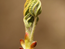 Nerozevřené lístky jírovce maďálu  (Aesculus hippocastanum)