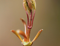 Nerozevřené lístky javoru mléče (Acer platanoides)
