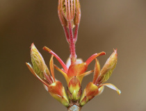 Nerozevřené lístky javoru mléče (Acer platanoides)