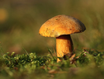 Klouzek (hřib) strakoš (Suillus variegatus)