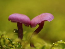 Lakovka ametystová (Laccaria amethystina)