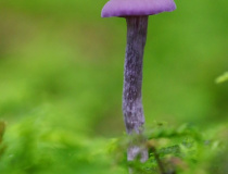 Lakovka ametystová (Laccaria amethystina)