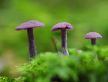 Lakovka ametystová (Laccaria amethystina)