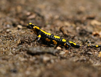 Mlok skvrnitý (Salamandra salamandra)