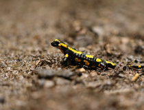 Mlok skvrnitý (Salamandra salamandra)