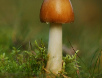 Muchomůrka ryšavá (Amanita fulva)