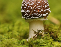 Muchomůrka tygrovaná (Amanita pantherina)