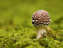 Muchomůrka tygrovaná (Amanita pantherina)