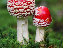 Muchomůrka červená (Amanita muscaria)