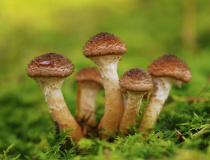 Václavka smrková (Armillaria ostoyae)