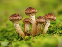 Václavka smrková (Armillaria ostoyae)