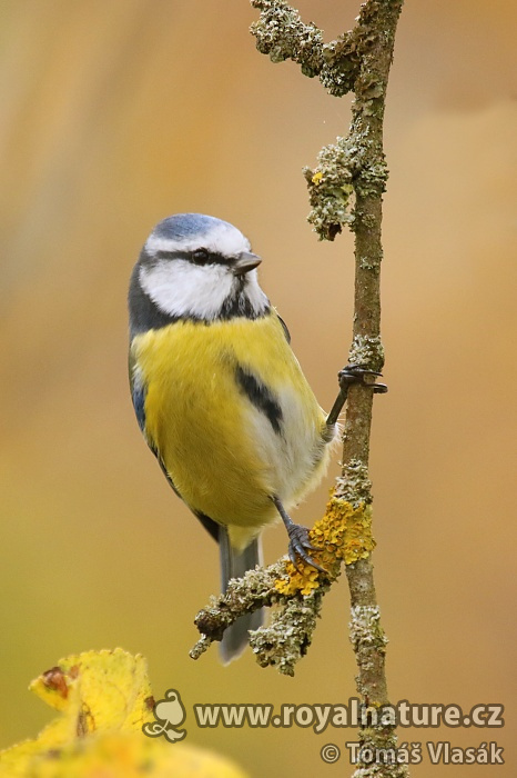Sýkora modřinka (Cyanistes caeruleus)