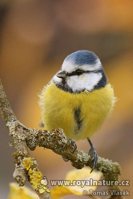 Sýkora modřinka (Cyanistes caeruleus)