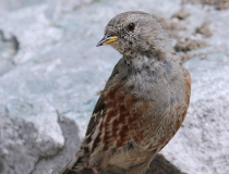 1.Pěvuška podhorní (Prunella collaris)