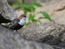 10.Skorec vodní (Cinclus cinclus)