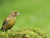 101.Zvonek zelený - samec (Carduelis chloris)