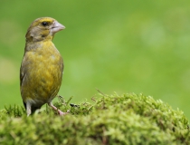 102.Zvonek zelený - samec (Carduelis chloris)