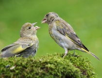 103.Krmení zvonečka (Carduelis chloris)