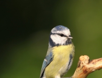 105.Krasavice (Cyanistes caeruleus)