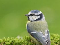 106.Sýkora modřinka (Cyanistes caeruleus)