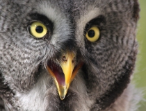 107.Puštík vousatý (Strix nebulosa)