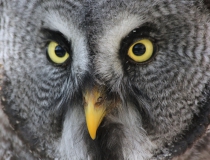 108.Puštík vousatý (Strix nebulosa)