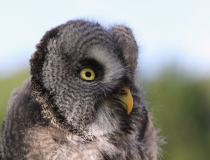 109.Puštík vousatý (Strix nebulosa)