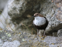 11.Skorec vodní (Cinclus cinclus)