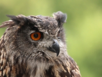 110.Výr velký (Bubo bubo)