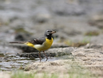 111.Konipas horský (Motacilla cinerea)