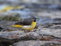 112.Konipas horský (Motacilla cinerea)