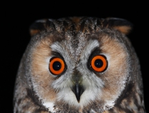 113a.Kalous ušatý (Asio otus)