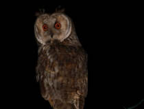 114.Kalous ušatý (Asio otus)