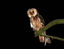 116.Kalous ušatý (Asio otus)