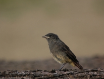 118.Mladý rehek domácí (Phoenicurus ochruros)