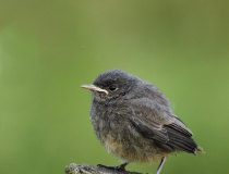 119.Mladý rehek domácí (Phoenicurus ochruros)