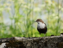 12.Skorec vodní (Cinclus cinclus)