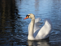 120.Labuť velká (Cygnus olor)